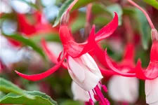 Fuchsia magellanica 'Madame Cornelissen'