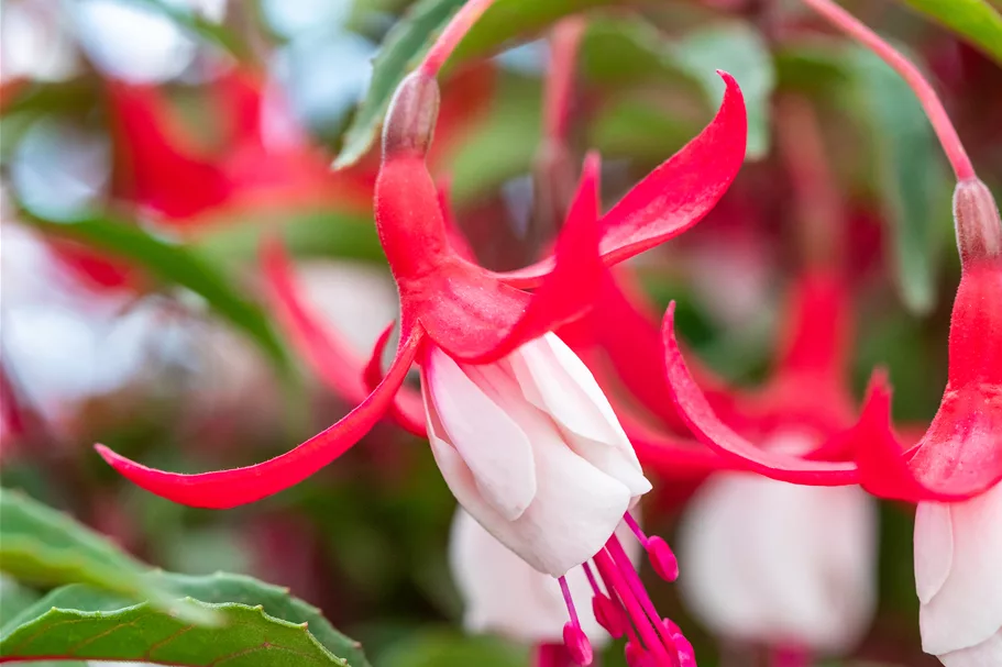 Fuchsia magellanica 'Madame Cornelissen'