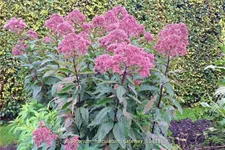 Eupatorium maculatum 'Gateway'