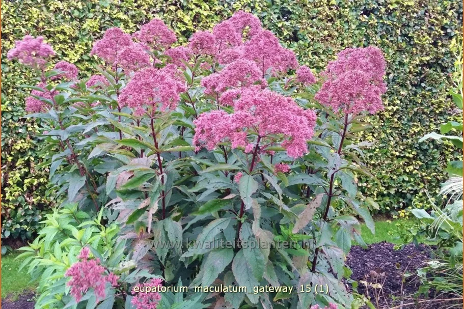 Eupatorium maculatum 'Gateway'