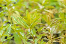 Euphorbia polychroma