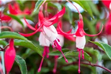 Fuchsia magellanica 'Madame Cornelissen'