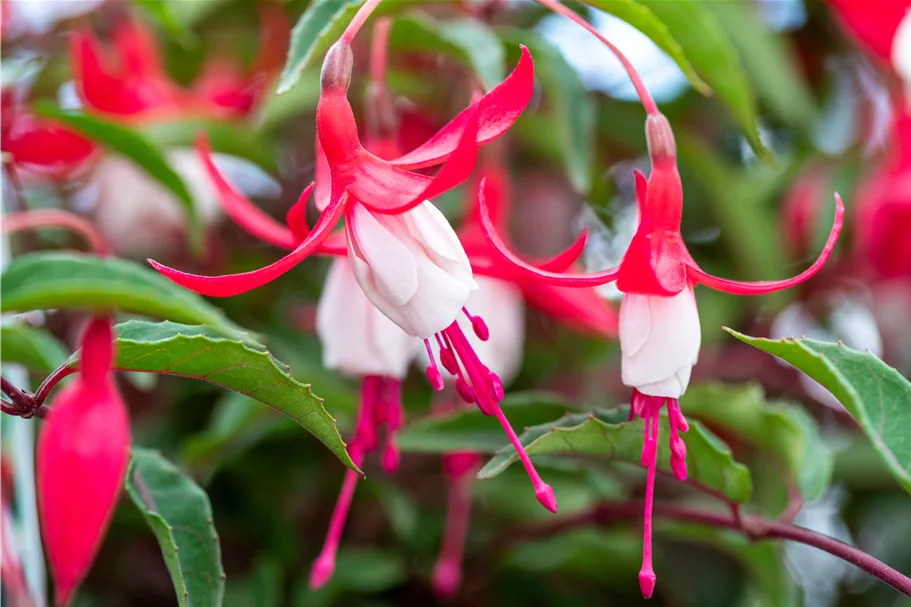 Fuchsia magellanica 'Madame Cornelissen'