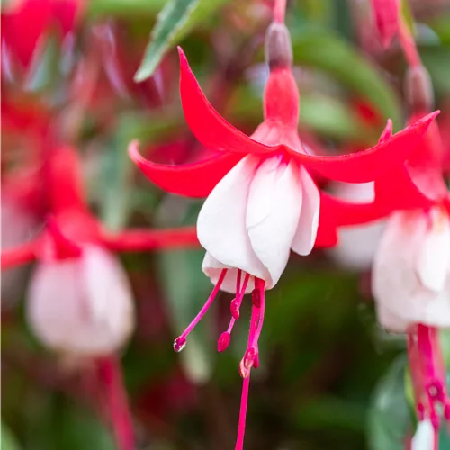 Fuchsia magellanica 'Madame Cornelissen'