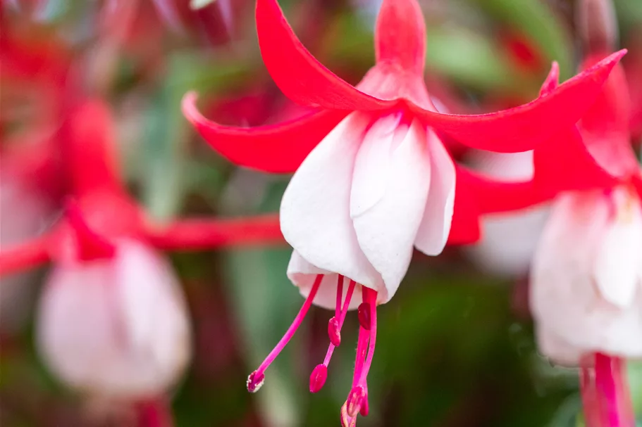 Fuchsia magellanica 'Madame Cornelissen'