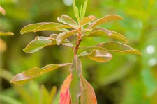 Euphorbia polychroma