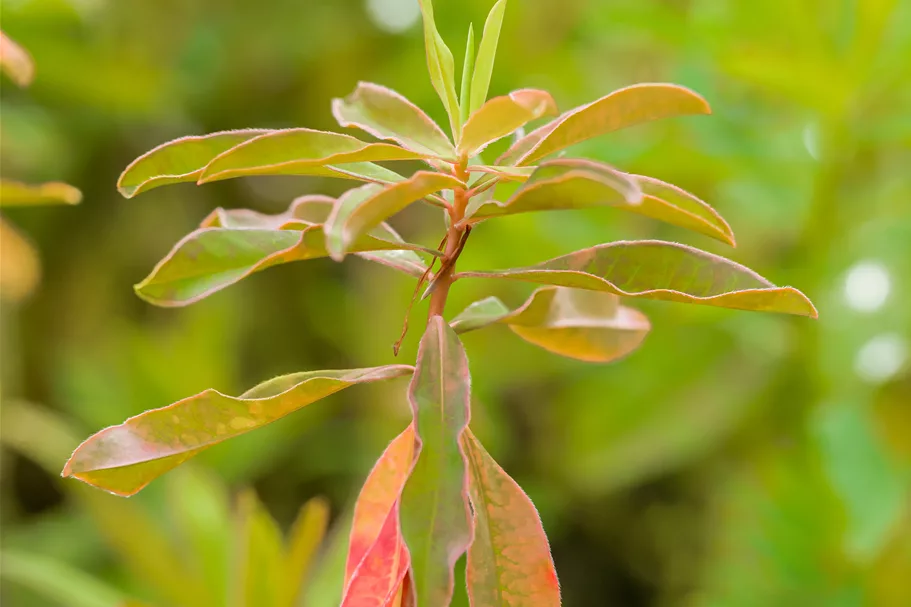 Euphorbia polychroma