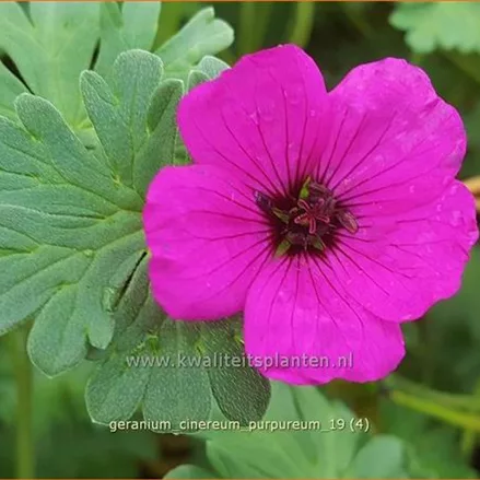 Geranium cinereum var. subcaulescens 'Purpureum'