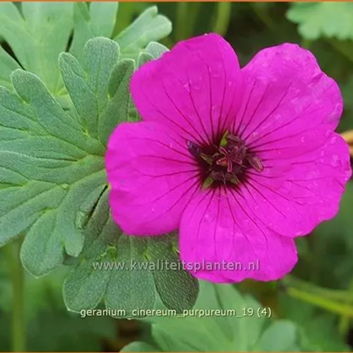 Geranium cinereum var. subcaulescens 'Purpureum'