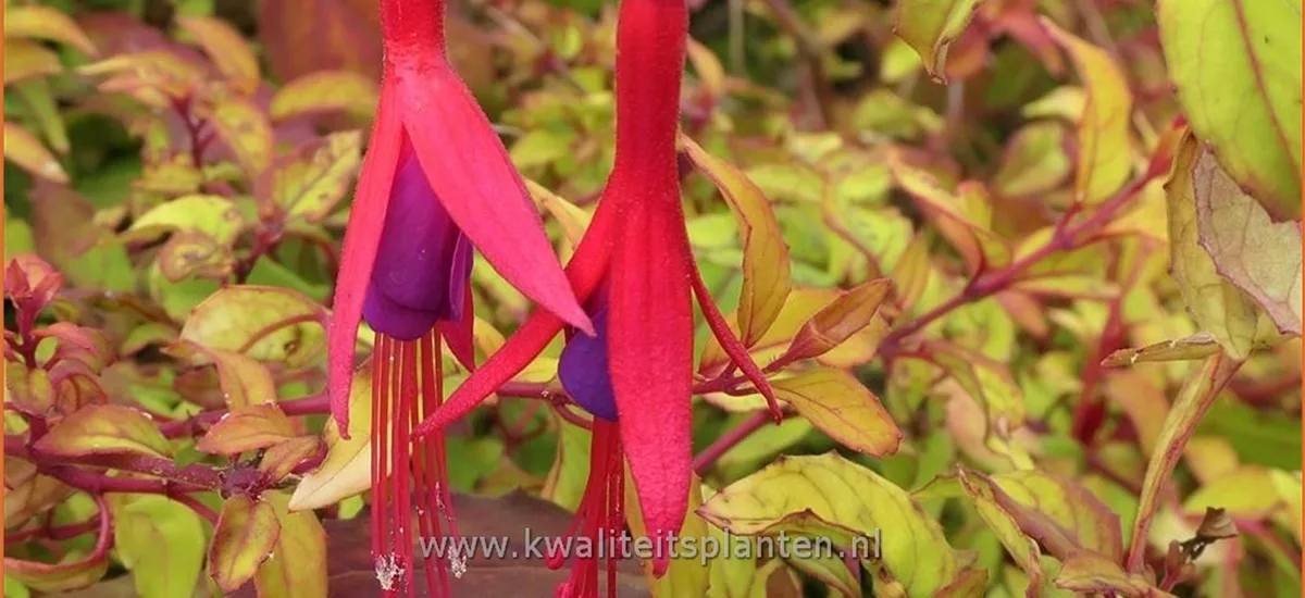Fuchsia magellanica 'Aurea'