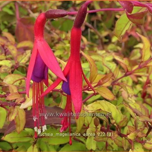 Fuchsia magellanica 'Aurea'
