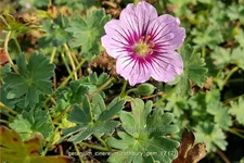 Geranium cinereum 'Rothbury Gem'