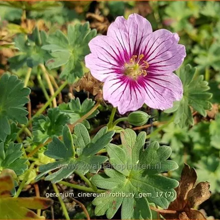 Geranium cinereum 'Rothbury Gem'