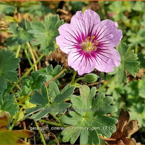 Geranium cinereum 'Rothbury Gem'