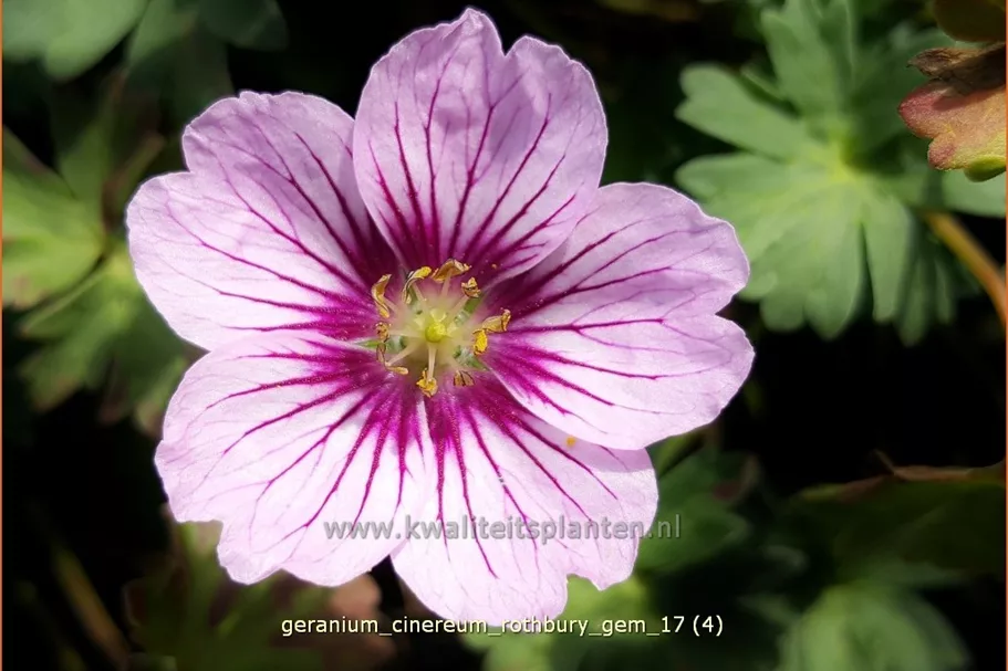 Geranium cinereum 'Rothbury Gem'