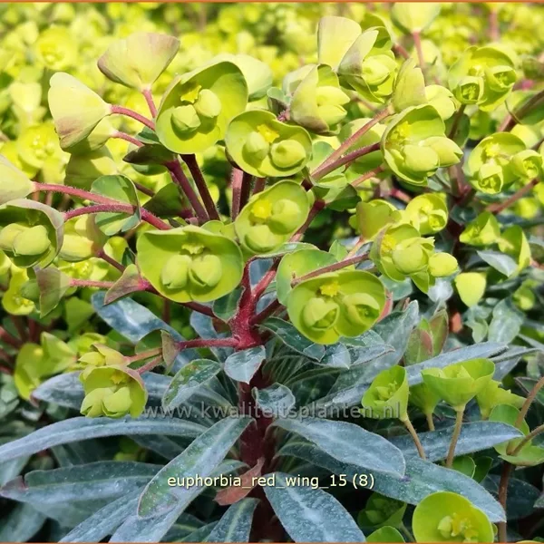 Euphorbia characias 'Red Wing'®