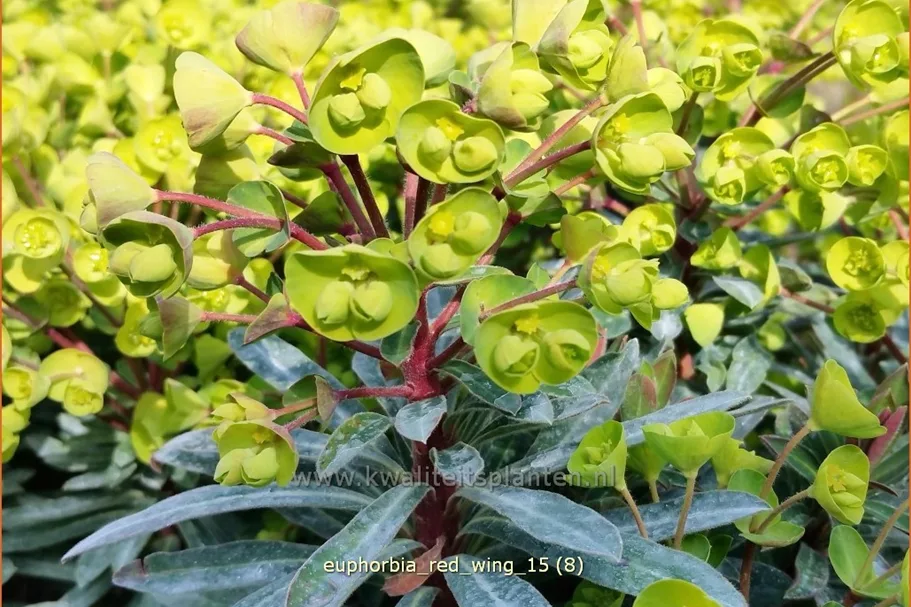 Euphorbia characias 'Red Wing'®