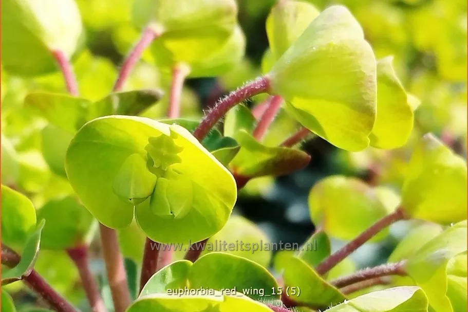 Euphorbia characias 'Red Wing'®