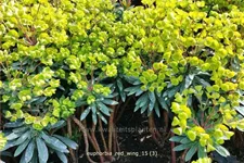 Euphorbia characias 'Red Wing'®