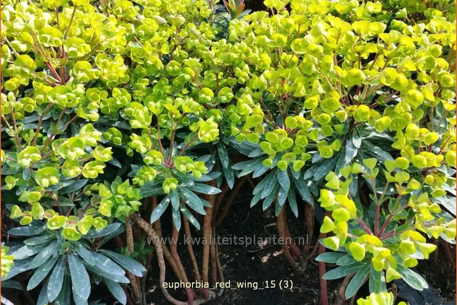 Euphorbia characias 'Red Wing'®