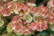 Euphorbia characias 'Red Wing'®