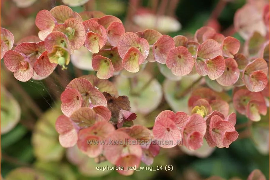Euphorbia characias 'Red Wing'®