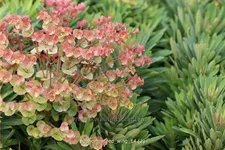 Euphorbia characias 'Red Wing'®