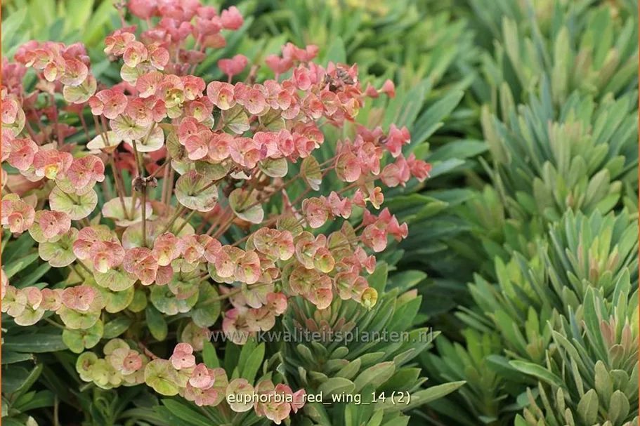 Euphorbia characias 'Red Wing'®