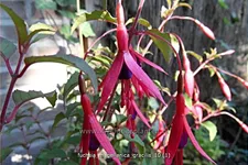 Fuchsia magellanica var. gracilis