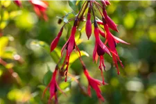 Fuchsia magellanica var. gracilis