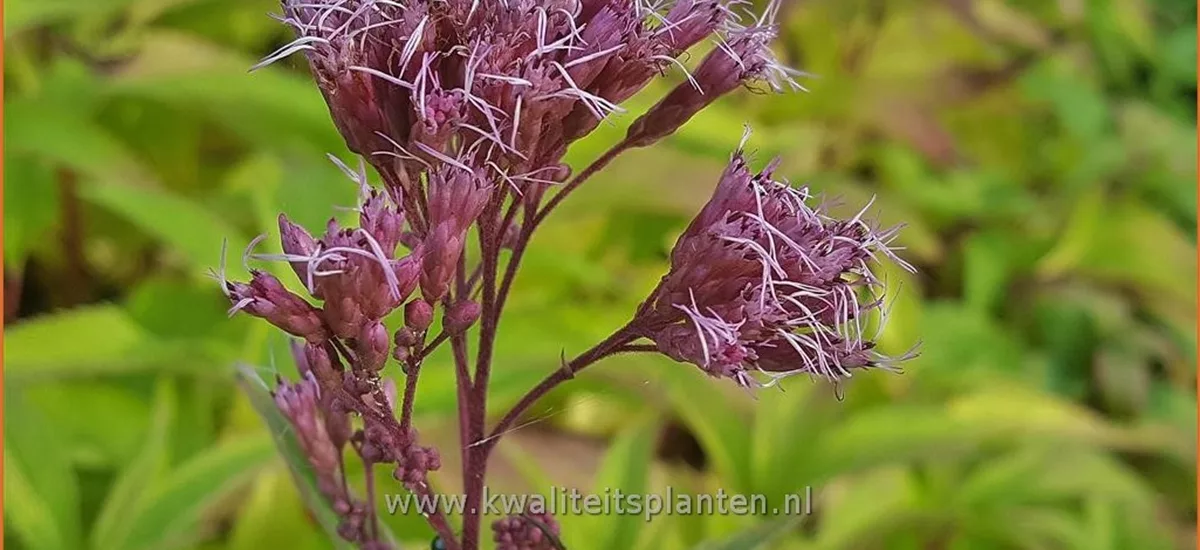 Eupatorium maculatum 'Humble'