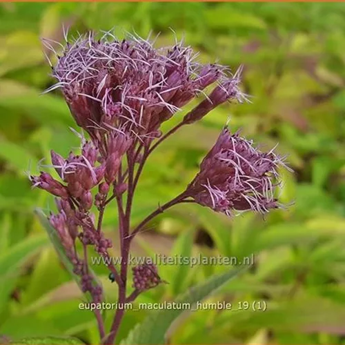 Eupatorium maculatum 'Humble'