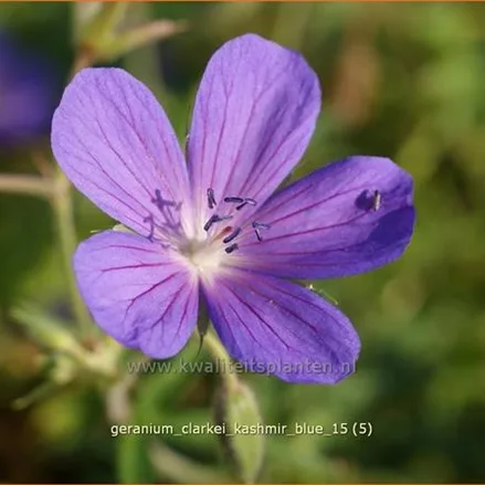Geranium clarkei 'Kashmir Blue'