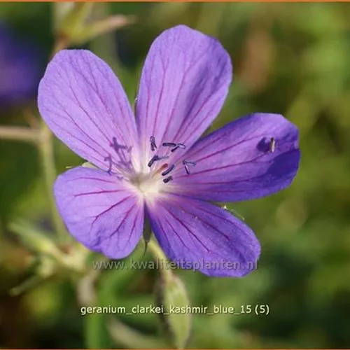 Geranium clarkei 'Kashmir Blue'