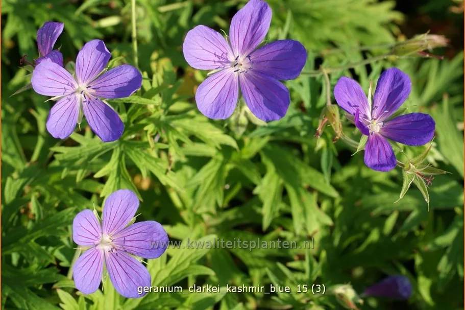 Geranium clarkei 'Kashmir Blue'