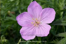 Geranium clarkei 'Kashmir Pink'
