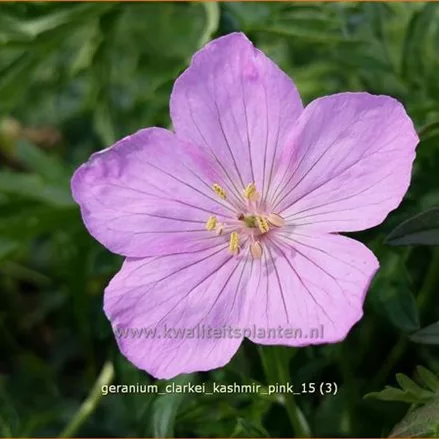 Geranium clarkei 'Kashmir Pink'