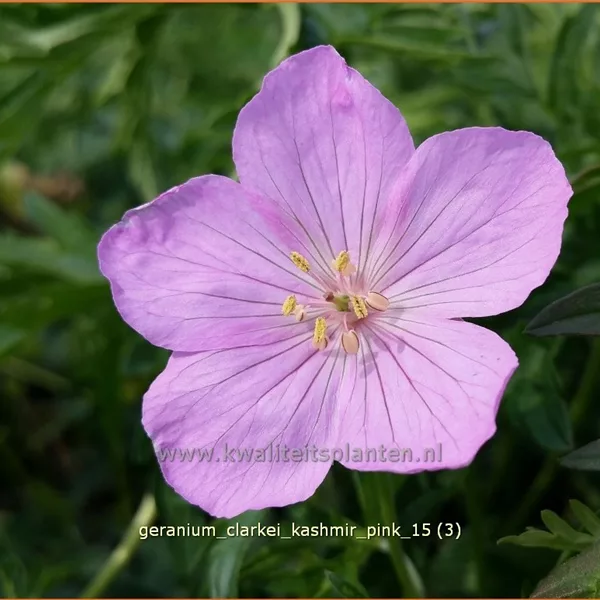 Geranium clarkei 'Kashmir Pink'