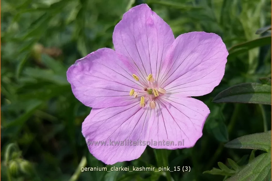 Geranium clarkei 'Kashmir Pink'
