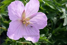 Geranium clarkei 'Kashmir Pink'