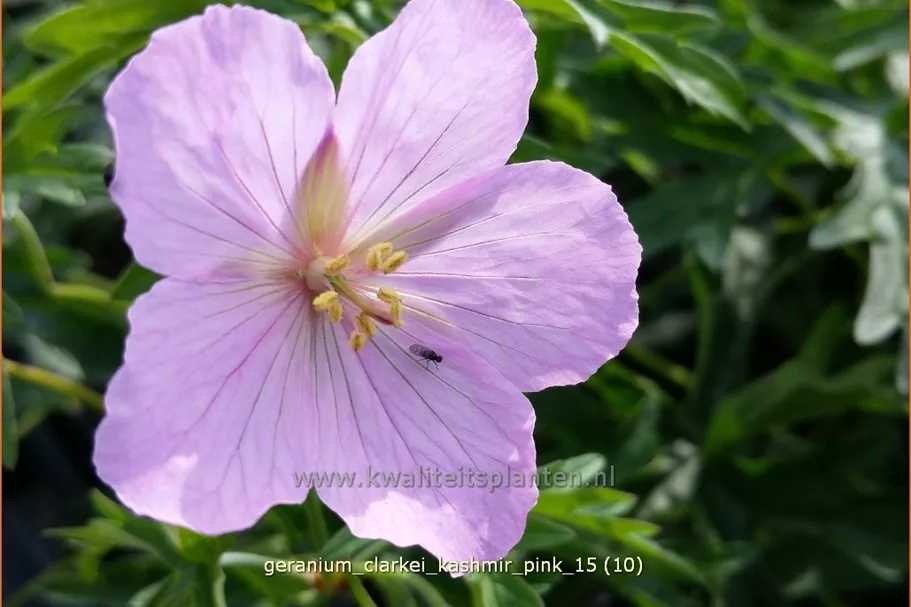 Geranium clarkei 'Kashmir Pink'