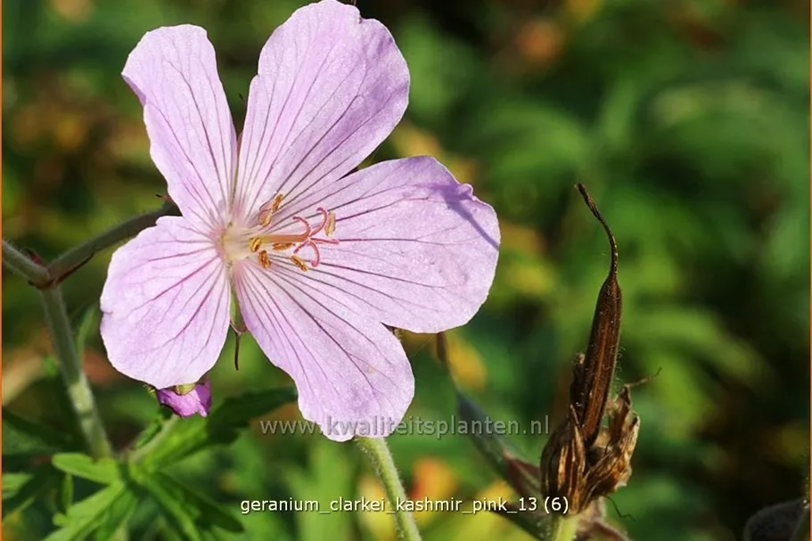 Geranium clarkei 'Kashmir Pink'
