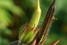 Geranium clarkei 'Kashmir Pink'