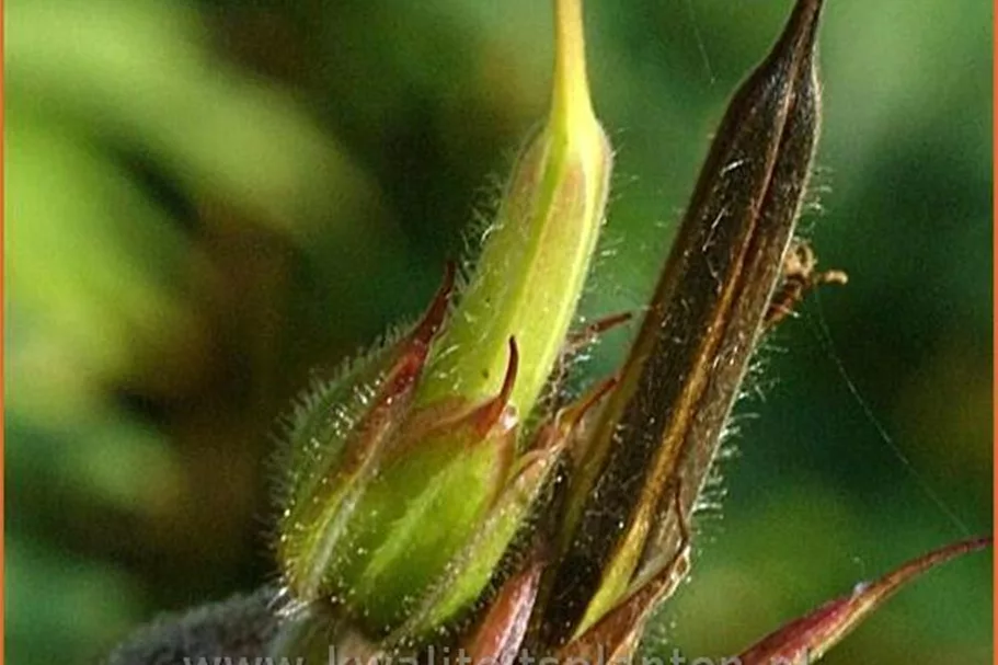 Geranium clarkei 'Kashmir Pink'