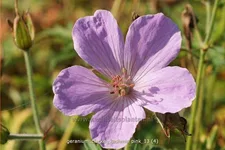 Geranium clarkei 'Kashmir Pink'