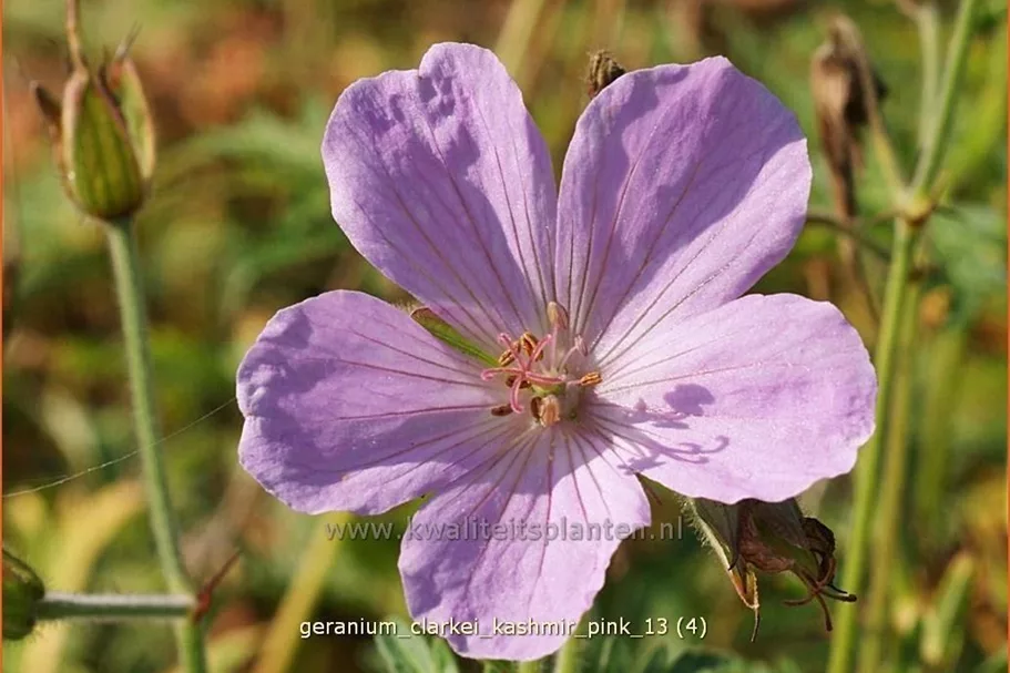 Geranium clarkei 'Kashmir Pink'