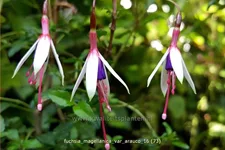 Fuchsia magellanica var. arauco