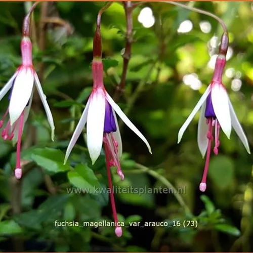 Fuchsia magellanica var. arauco