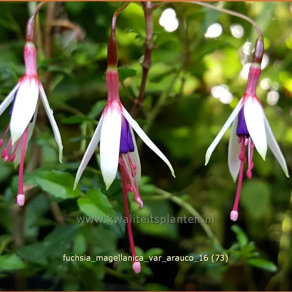 Fuchsia magellanica var. arauco