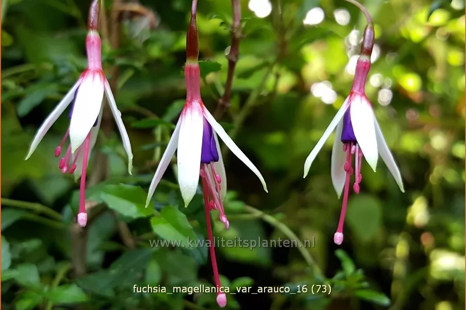 Fuchsia magellanica var. arauco